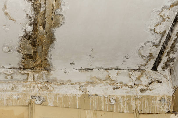 Ripley, TN Mold Inspection, Removal & Remediation Company